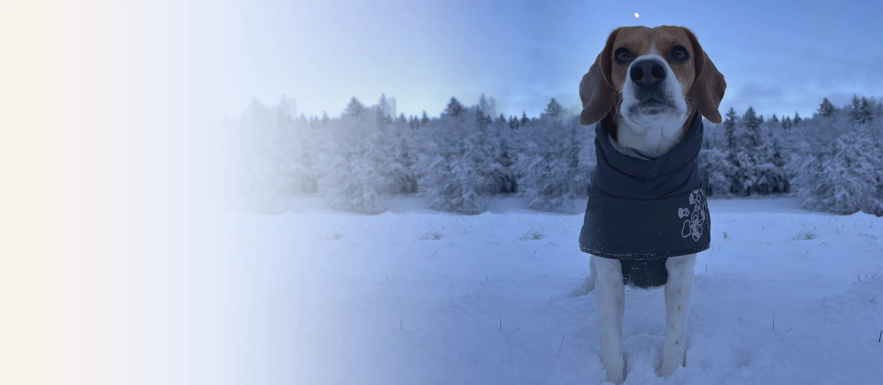 Pablo, naš beagle, v snegu